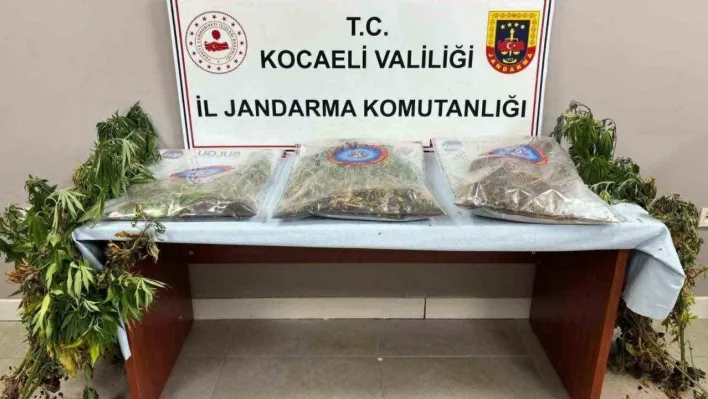 556 kök kenevir ve 5 kilo skunk ele geçirildi: 2 şüpheli tutuklandı