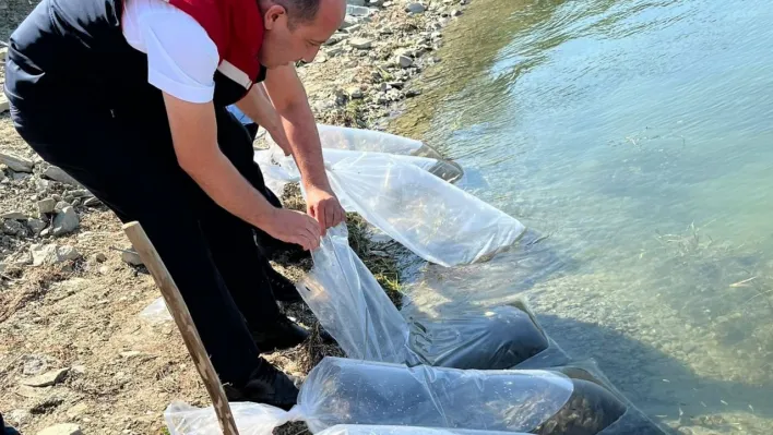 750 bin sazan yavrusu Tekirdağ'daki göletlere bırakılacak