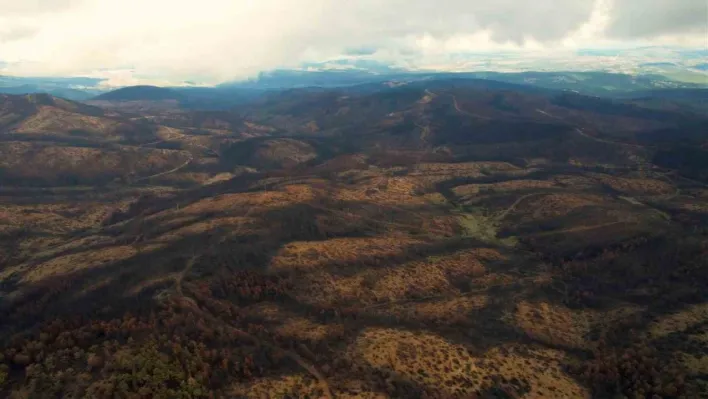 953 hektar kül oldu, Bursa'yı yeniden yeşertecek 300 bin fidan için ilk adım atıldı