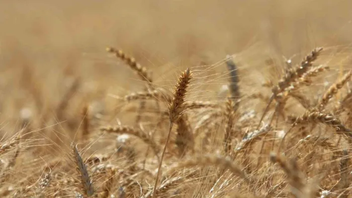 ABD Tarım Bakanlığı Türkiye buğday üretimini 16,3 milyon ton bekliyor