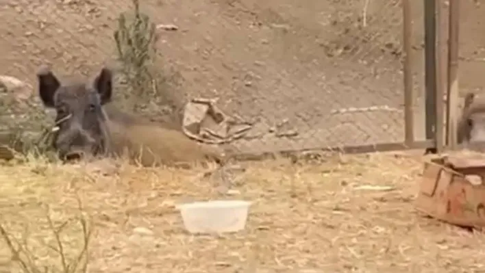 Aç kalan domuzların şehir merkezine indiği anlar kamerada