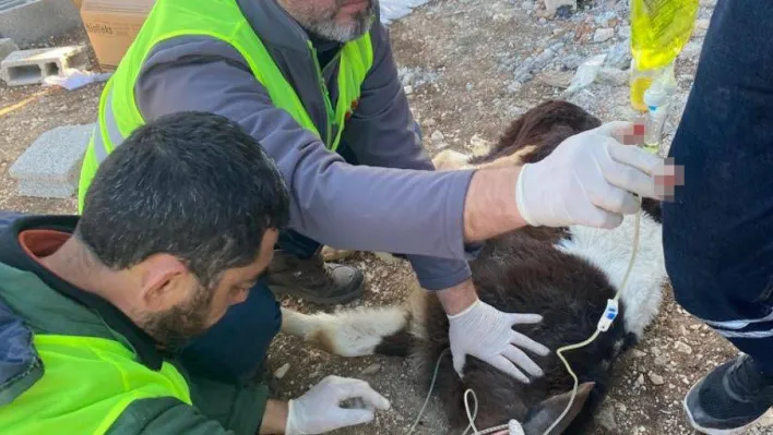 Adıyaman'da enkaz altında kalan 2 buzağı, 13'üncü günde sağ olarak çıkarıldı