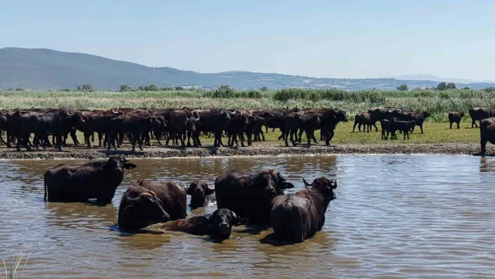 Afrika savanasını andıran görüntüler Bursa'dan