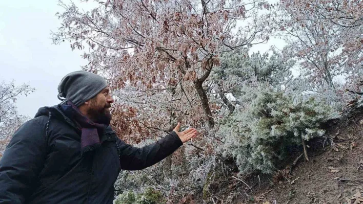 Ağaçlara düşen kırç görsel şölen yaşattı