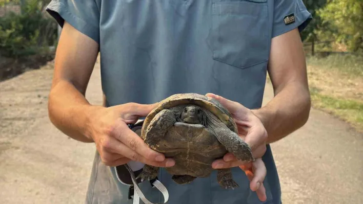 Alevlerden canını zor kurtaran kaplumbağaya yardım eli