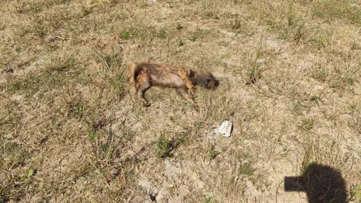 Alibey Barajı'ndaki köpek ölülerini İSKİ temizlemeyince, Sultangazi Belediyesi topladı