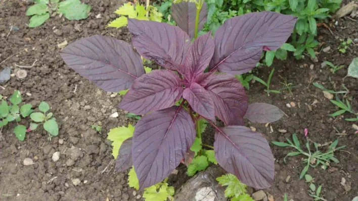 Amarant bitkisi hayvanlara yem, insanlara şifa, çölyak hastalarına gıda oluyor