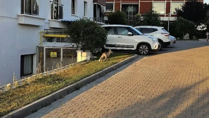 Ankara'da aç kalan tilki yerleşim merkezine indi