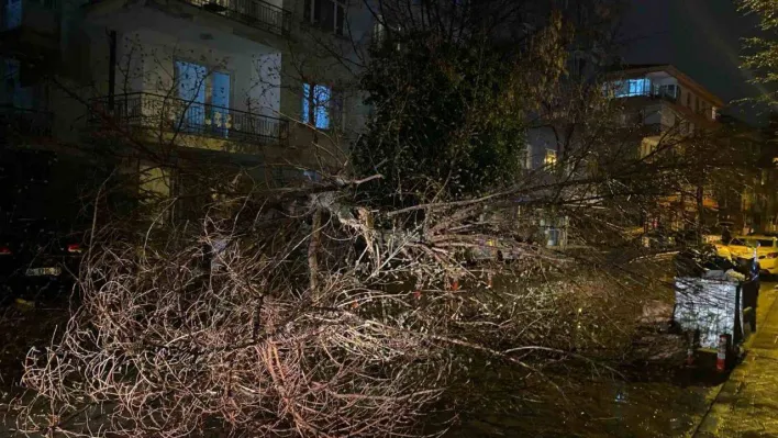 Ankara'da fırtına nedeniyle ağaç devrildi