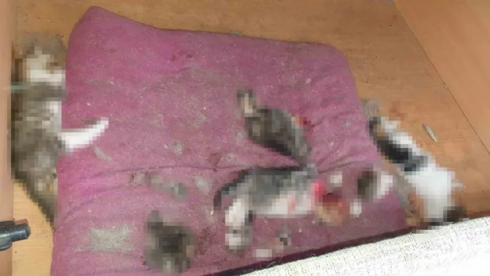 Ankara'da kan donduran olay: Kafası ve patileri koparılmış 6 yavru kedi ölüsü bulundu