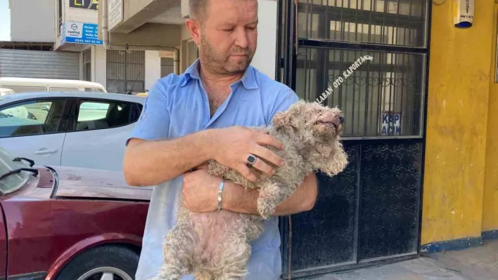 Ankara'da pitbull dehşeti: Evcil hayvanın çenesini kopardı