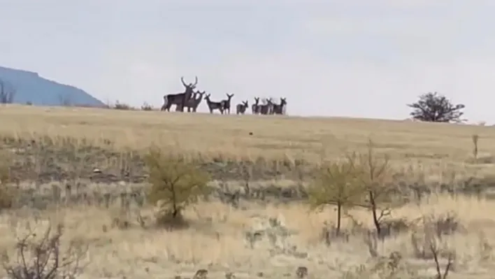 Ankara'da yaban geyiği sürüsü kamerada