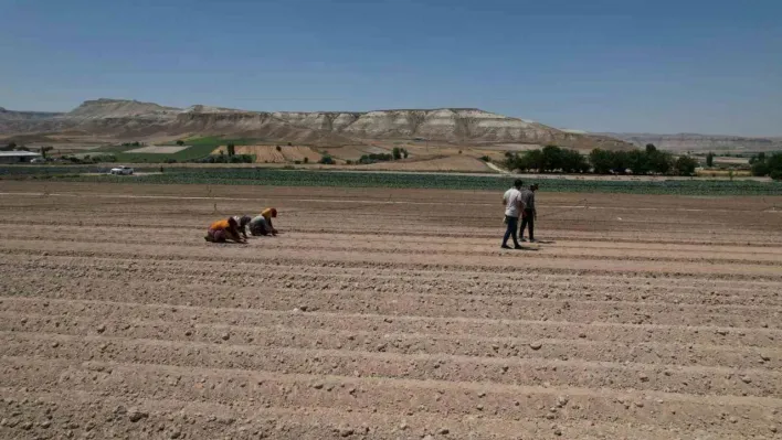 Ankara'nın zorlu iklim yapısına rağmen yetiştirilen brokolinin hasadı başladı