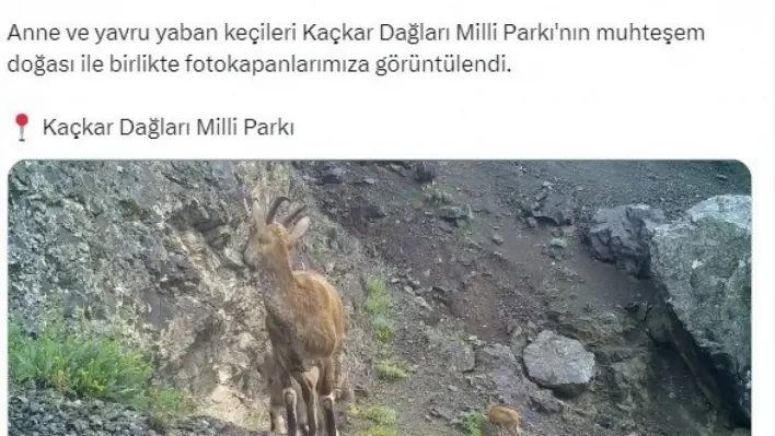 Anne ve yavru yaban keçileri fotokapana takıldı