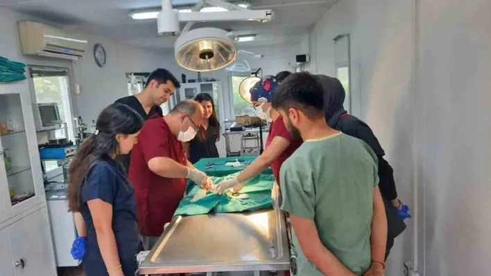 Araç çarpan kedi yapılan operasyonla hayata tutundu