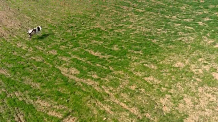 Arazisine gelen ineği dronla kovalamıştı: 'İki inatçı olarak ben galip geldim'