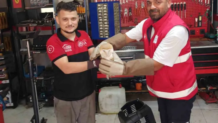 Arnavutköy'de nadir rastlanan peçeli baykuş bulundu