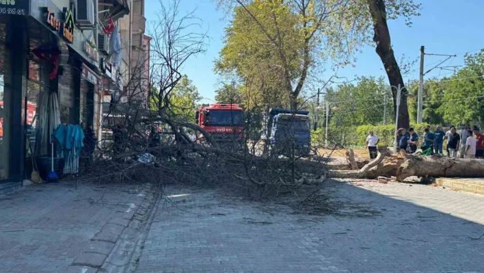 Asırlık çınar ağacı 4 katlı binanın üzerine devrildi, camlar kırıldı