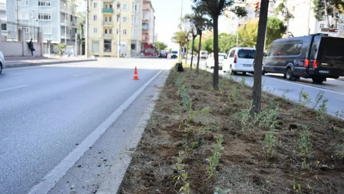 Atikhisar caddesi lavantalar ile donatıldı