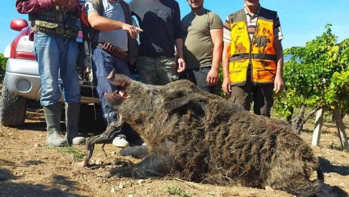 Avladıkları 385 kiloluk domuzla poz verdiler