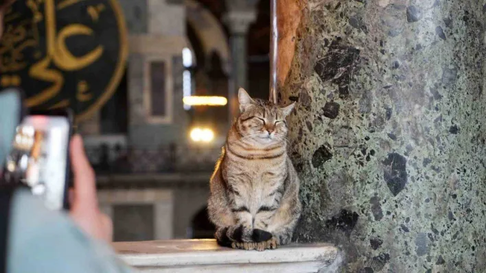 Ayasofya Camii'nin ziyaret katına giren ilk kedi turistlerin yeni Gli'si oldu