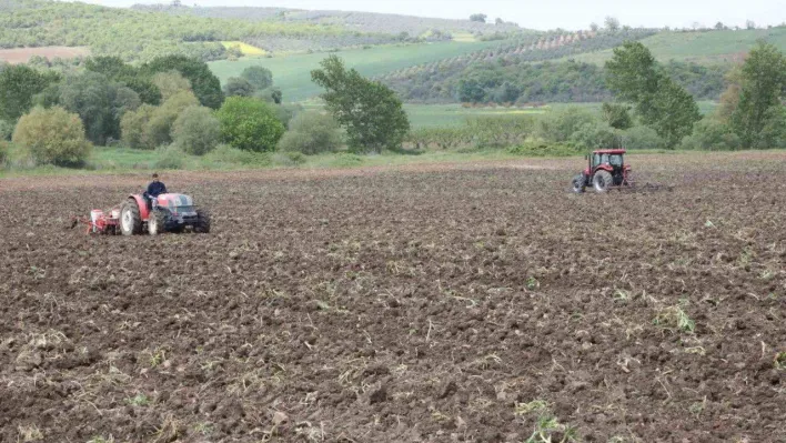 Ayçiçeği ve Buğday tohumları toprakla buluşuyor