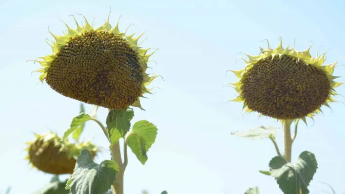 Ayçiçeğinde yabancı tohuma karşı yerli tohum başarısı