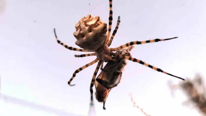 Ayvalık'ta dünyanın en zehirli örümcek türlerinden biri görüntülendi