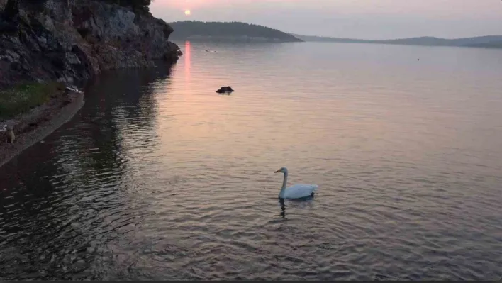 Ayvalık'ta sevimli kuğu Paşa Limanı'nın simgesi oldu
