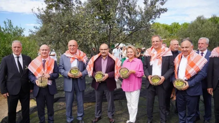 Ayvalık zeytinine uluslararası festival hasatı