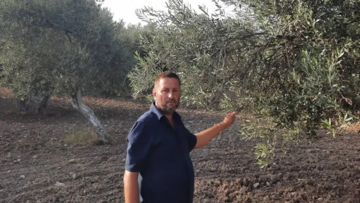 Ayvalık Ziraat Odası Başkanı Baysal: 'İklim değişiklikleri ve yağışlardaki düzensizlik, dünyada zeytin üretimine büyük darbe vurdu'