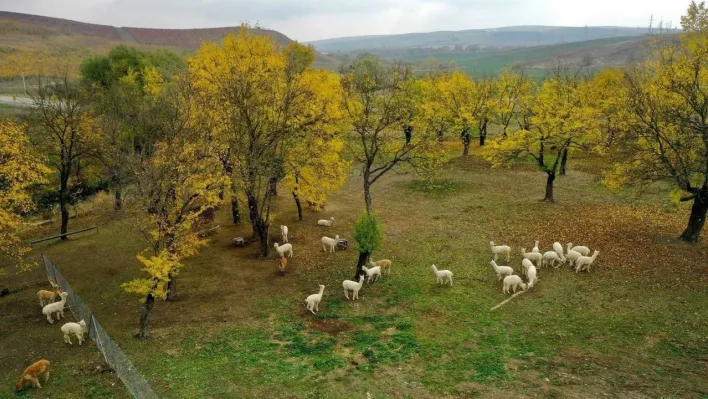 Azerbaycan, Türk turistlerin tatil rotası oldu