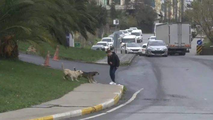 Bağcılar'da başıboş gezen köpekler 1 kişiyi ısırdı, 3 kişi ise son anda kurtuldu