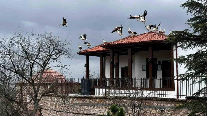 Baharın gelişiyle göç eden leylekler Şeyh Edebali Türbesi'nde de mola verdi