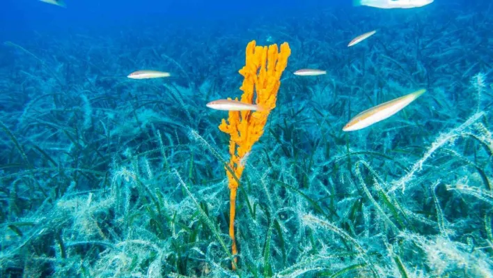 Bakan Kurum: 'Pina ve deniz çayırları Marmara'ya nefes oluyor'