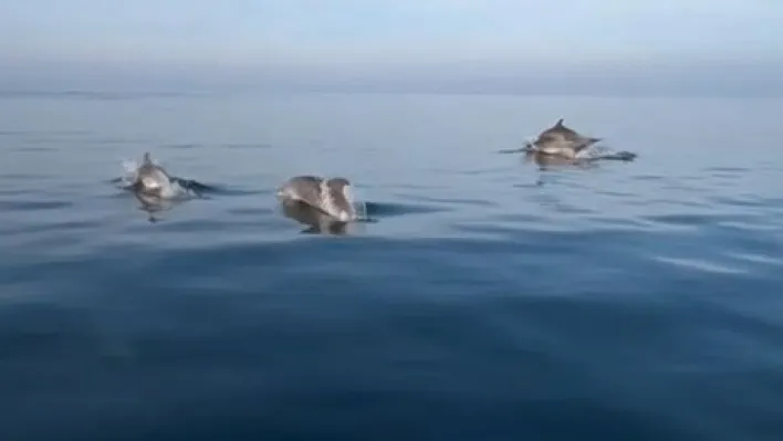 Balık tutmaya gitti, yunusları görünce her şeyi unuttu