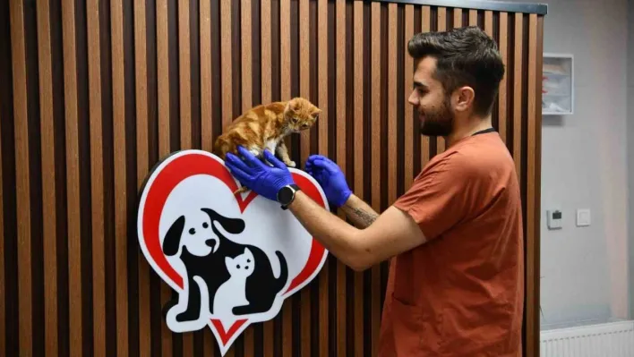 Balıkesir'de can dostlar Büyükşehir eliyle güvende