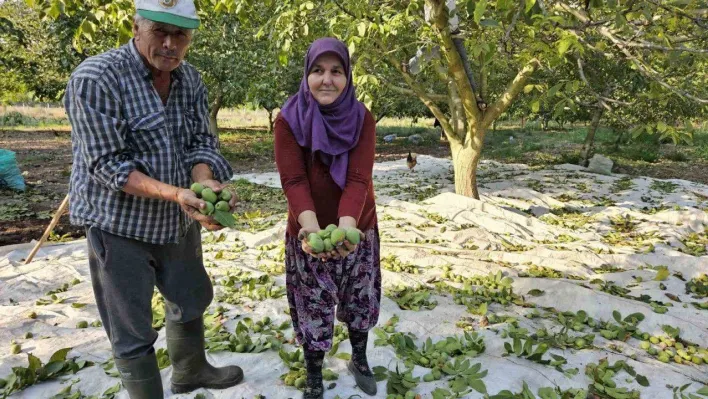 Balıkesir'de ceviz hasadı başladı