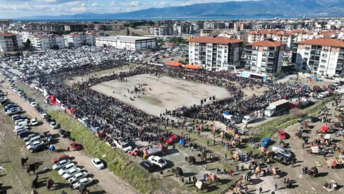 Balıkesir'de deve güreşini binlerce kişi izledi