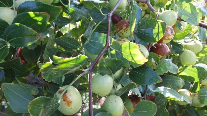 Balıkesir'de emekli vatandaş kendini yeşile adadı, örnek üretici oldu