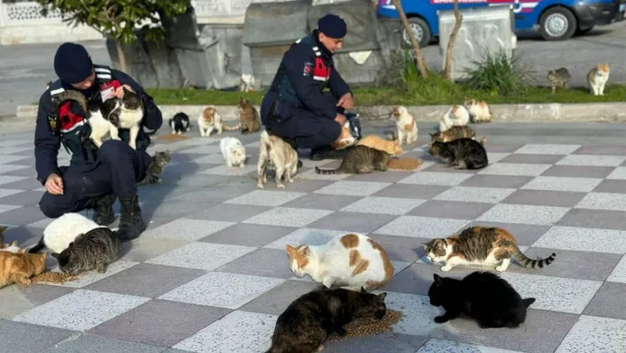 Balıkesir'de jandarmadan sokak hayvanlarına mama