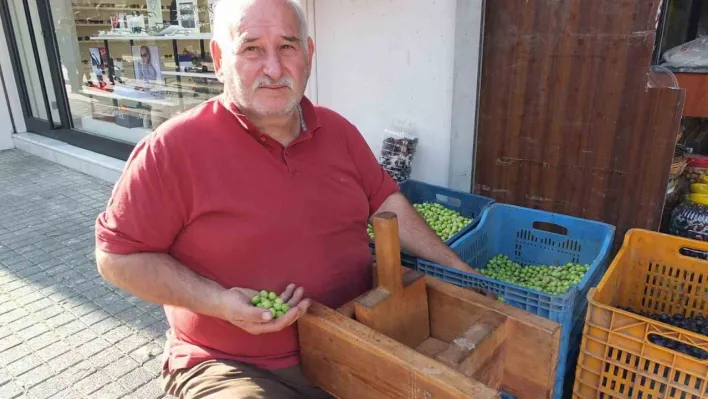 Balıkesir'de kırma zeytinlerin hazırlanmasına başlandı