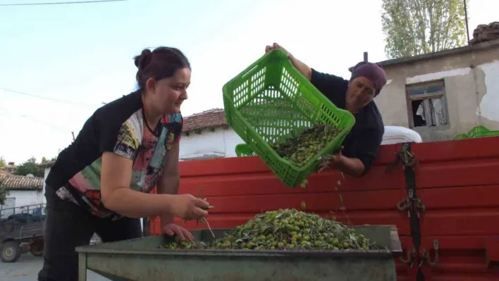 Balıkesir'de yeşil zeytin alımı başladı