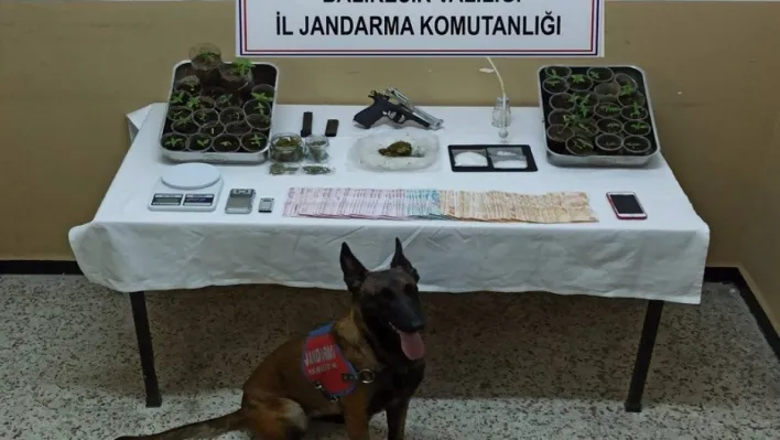 Balıkesir İl Jandarma Komutanlığınca uyuşturucu operasyonu