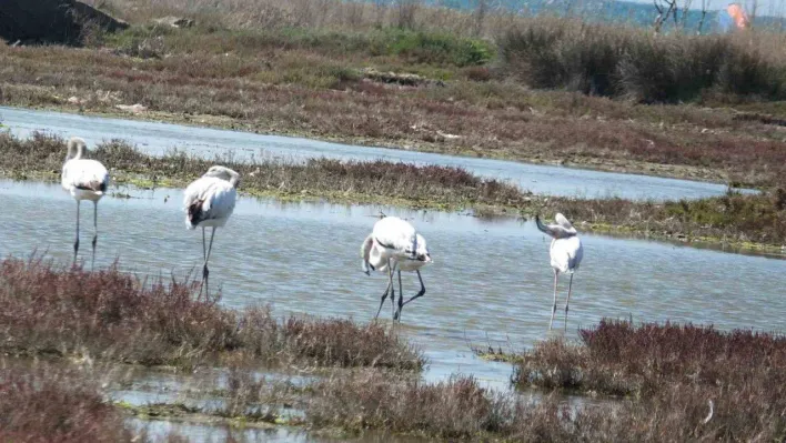 Balıkesir sahillerinde Flamingo güzelliği yaşanıyor