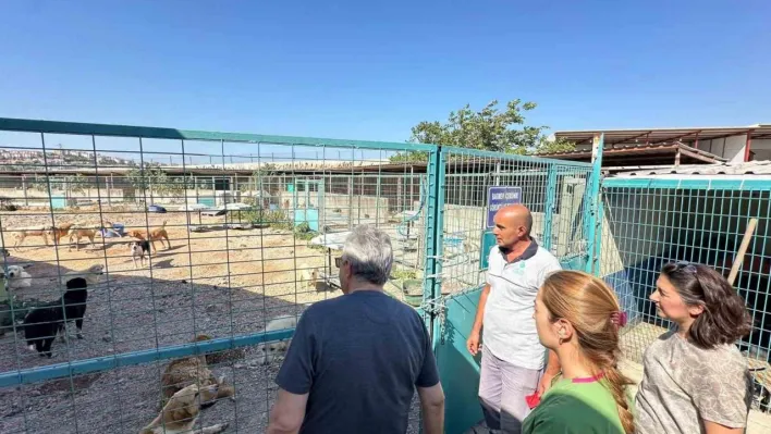 Bandırma Belediyesi'nden sokak hayvanları için yeni yaşam alanı çalışması