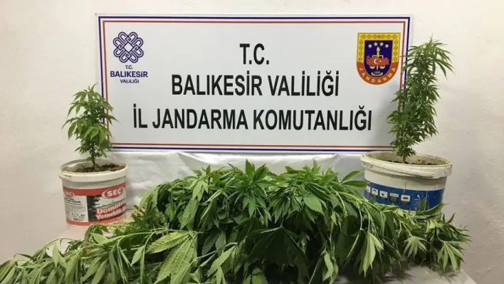 Bandırma'da kenevir operasyonu: 3 kişi yakalandı