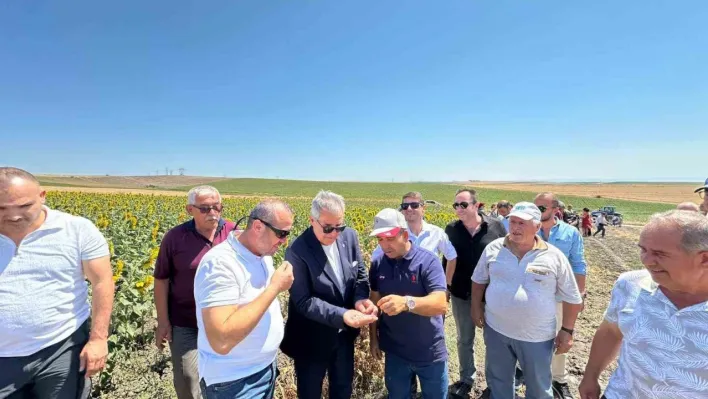 Bandırma'da nohut hasadı şenliği