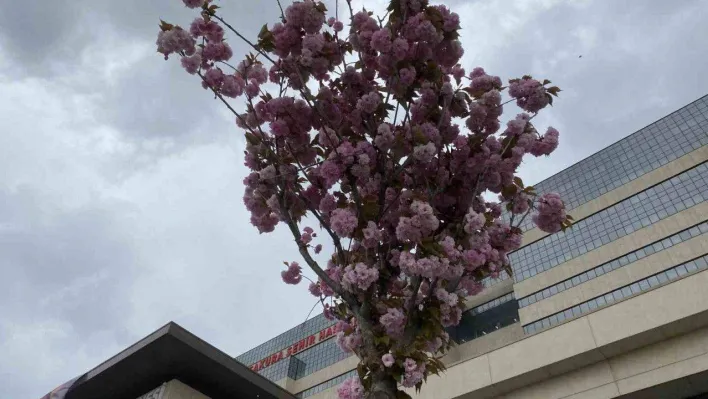 Başakşehir Şehir Hastanesi'nin sakuraları çiçek açtı