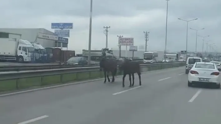 Başıboş atlar ana yolu hipodroma çevirdi